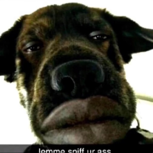 Dog for sell - Picture 1 of 1